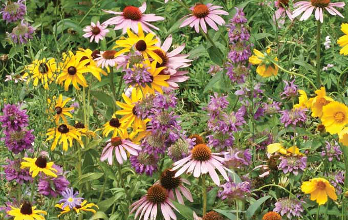 Eastern Pollinator Mix