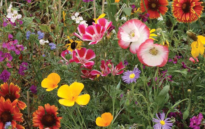 Western Pollinator Mix