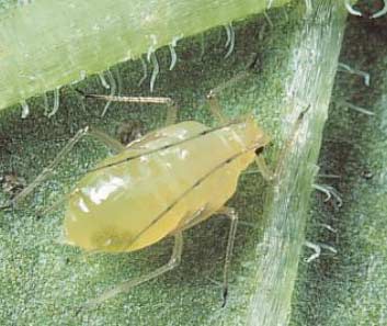 Aphids