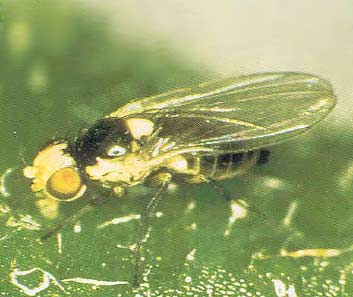 Leafminer